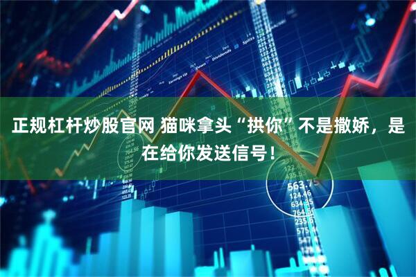 正规杠杆炒股官网 猫咪拿头“拱你”不是撒娇，是在给你发送信号！